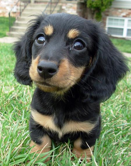 (not my dog, but a beautiful longhaired mini dachshund like this girl) 